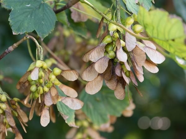 <h3>Acer pseudoplatanus / Sycamore / Gewone esdoorn</h3>